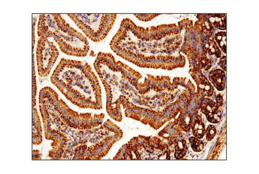IHC-P (paraffin)